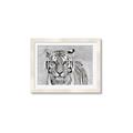 Picture of Big Tiger _GroupedProduct_Rectangle_Landscape_Photography _GroupedProduct_Rectangle_Landscape_Framed_Matted_