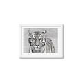Picture of Big Tiger _GroupedProduct_Rectangle_Landscape_Photography _GroupedProduct_Rectangle_Landscape_Framed_Matted_