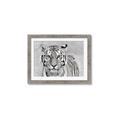 Picture of Big Tiger _GroupedProduct_Rectangle_Landscape_Photography _GroupedProduct_Rectangle_Landscape_Framed_Matted_