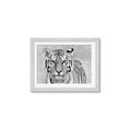 Picture of Big Tiger _GroupedProduct_Rectangle_Landscape_Photography _GroupedProduct_Rectangle_Landscape_Framed_Matted_