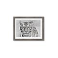 Picture of Big Tiger _GroupedProduct_Rectangle_Landscape_Photography _GroupedProduct_Rectangle_Landscape_Framed_Matted_