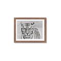 Picture of Big Tiger _GroupedProduct_Rectangle_Landscape_Photography _GroupedProduct_Rectangle_Landscape_Framed_Matted_