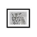 Picture of Big Tiger _GroupedProduct_Rectangle_Landscape_Photography _GroupedProduct_Rectangle_Landscape_Framed_Matted_