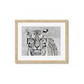 Picture of Big Tiger _GroupedProduct_Rectangle_Landscape_Photography _GroupedProduct_Rectangle_Landscape_Framed_Matted_