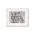 Picture of Big Tiger _GroupedProduct_Rectangle_Landscape_Photography _GroupedProduct_Rectangle_Landscape_Framed_Matted_
