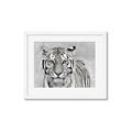 Picture of Big Tiger _GroupedProduct_Rectangle_Landscape_Photography _GroupedProduct_Rectangle_Landscape_Framed_Matted_