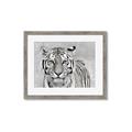 Picture of Big Tiger _GroupedProduct_Rectangle_Landscape_Photography _GroupedProduct_Rectangle_Landscape_Framed_Matted_