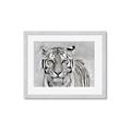 Picture of Big Tiger _GroupedProduct_Rectangle_Landscape_Photography _GroupedProduct_Rectangle_Landscape_Framed_Matted_