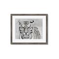 Picture of Big Tiger _GroupedProduct_Rectangle_Landscape_Photography _GroupedProduct_Rectangle_Landscape_Framed_Matted_