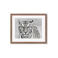 Picture of Big Tiger _GroupedProduct_Rectangle_Landscape_Photography _GroupedProduct_Rectangle_Landscape_Framed_Matted_