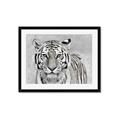 Picture of Big Tiger _GroupedProduct_Rectangle_Landscape_Photography _GroupedProduct_Rectangle_Landscape_Framed_Matted_