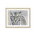 Picture of Big Tiger _GroupedProduct_Rectangle_Landscape_Photography _GroupedProduct_Rectangle_Landscape_Framed_Matted_