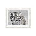Picture of Big Tiger _GroupedProduct_Rectangle_Landscape_Photography _GroupedProduct_Rectangle_Landscape_Framed_Matted_