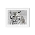Picture of Big Tiger _GroupedProduct_Rectangle_Landscape_Photography _GroupedProduct_Rectangle_Landscape_Framed_Matted_
