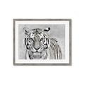 Picture of Big Tiger _GroupedProduct_Rectangle_Landscape_Photography _GroupedProduct_Rectangle_Landscape_Framed_Matted_
