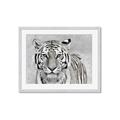 Picture of Big Tiger _GroupedProduct_Rectangle_Landscape_Photography _GroupedProduct_Rectangle_Landscape_Framed_Matted_