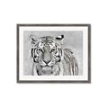 Picture of Big Tiger _GroupedProduct_Rectangle_Landscape_Photography _GroupedProduct_Rectangle_Landscape_Framed_Matted_