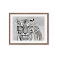 Picture of Big Tiger _GroupedProduct_Rectangle_Landscape_Photography _GroupedProduct_Rectangle_Landscape_Framed_Matted_
