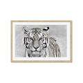 Picture of Big Tiger _GroupedProduct_Rectangle_Landscape_Photography _GroupedProduct_Rectangle_Landscape_Framed_Matted_