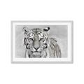 Picture of Big Tiger _GroupedProduct_Rectangle_Landscape_Photography _GroupedProduct_Rectangle_Landscape_Framed_Matted_