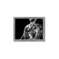 Picture of The Big Cat _GroupedProduct_Rectangle_Landscape_Photography _GroupedProduct_Rectangle_Landscape_Framed_Matted_