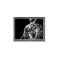 Picture of The Big Cat _GroupedProduct_Rectangle_Landscape_Photography _GroupedProduct_Rectangle_Landscape_Framed_Matted_