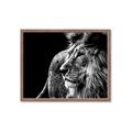 Picture of The Big Cat _GroupedProduct_Rectangle_Landscape_Photography _GroupedProduct_Rectangle_Landscape_Framed_Matted_