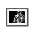 Picture of The Big Cat _GroupedProduct_Rectangle_Landscape_Photography _GroupedProduct_Rectangle_Landscape_Framed_Matted_