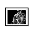 Picture of The Big Cat _GroupedProduct_Rectangle_Landscape_Photography _GroupedProduct_Rectangle_Landscape_Framed_Matted_
