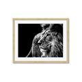 Picture of The Big Cat _GroupedProduct_Rectangle_Landscape_Photography _GroupedProduct_Rectangle_Landscape_Framed_Matted_