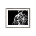 Picture of The Big Cat _GroupedProduct_Rectangle_Landscape_Photography _GroupedProduct_Rectangle_Landscape_Framed_Matted_