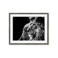 Picture of The Big Cat _GroupedProduct_Rectangle_Landscape_Photography _GroupedProduct_Rectangle_Landscape_Framed_Matted_