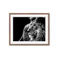 Picture of The Big Cat _GroupedProduct_Rectangle_Landscape_Photography _GroupedProduct_Rectangle_Landscape_Framed_Matted_