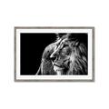 Picture of The Big Cat _GroupedProduct_Rectangle_Landscape_Photography _GroupedProduct_Rectangle_Landscape_Framed_Matted_