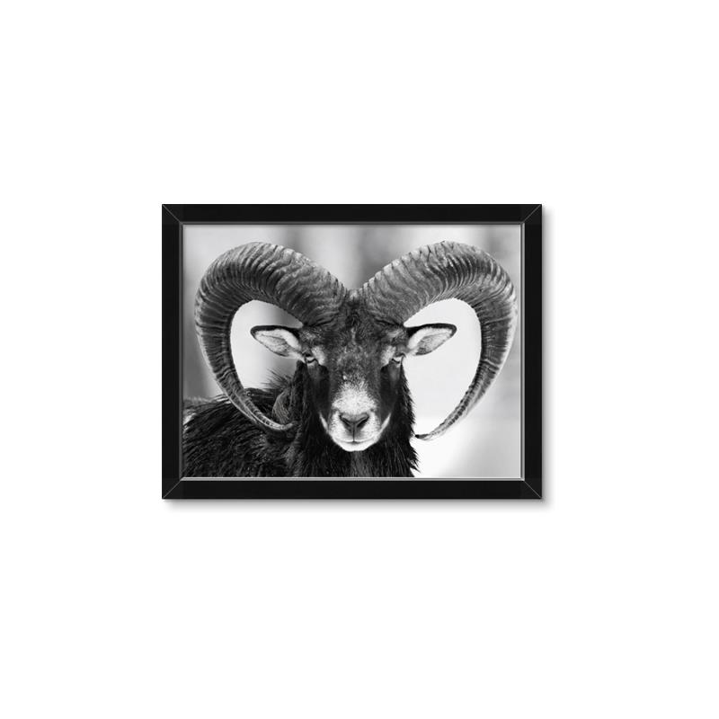 Picture of The Ram _GroupedProduct_Rectangle_Landscape_Photography _GroupedProduct_Rectangle_Landscape_Framed_Matted_