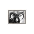 Picture of The Ram _GroupedProduct_Rectangle_Landscape_Photography _GroupedProduct_Rectangle_Landscape_Framed_Matted_