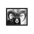 Picture of The Ram _GroupedProduct_Rectangle_Landscape_Photography _GroupedProduct_Rectangle_Landscape_Framed_Matted_