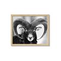 Picture of The Ram _GroupedProduct_Rectangle_Landscape_Photography _GroupedProduct_Rectangle_Landscape_Framed_Matted_