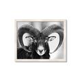 Picture of The Ram _GroupedProduct_Rectangle_Landscape_Photography _GroupedProduct_Rectangle_Landscape_Framed_Matted_