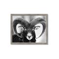 Picture of The Ram _GroupedProduct_Rectangle_Landscape_Photography _GroupedProduct_Rectangle_Landscape_Framed_Matted_