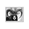 Picture of The Ram _GroupedProduct_Rectangle_Landscape_Photography _GroupedProduct_Rectangle_Landscape_Framed_Matted_