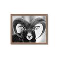Picture of The Ram _GroupedProduct_Rectangle_Landscape_Photography _GroupedProduct_Rectangle_Landscape_Framed_Matted_