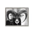 Picture of The Ram _GroupedProduct_Rectangle_Landscape_Photography _GroupedProduct_Rectangle_Landscape_Framed_Matted_