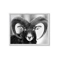 Picture of The Ram _GroupedProduct_Rectangle_Landscape_Photography _GroupedProduct_Rectangle_Landscape_Framed_Matted_