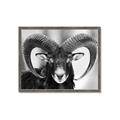 Picture of The Ram _GroupedProduct_Rectangle_Landscape_Photography _GroupedProduct_Rectangle_Landscape_Framed_Matted_
