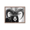 Picture of The Ram _GroupedProduct_Rectangle_Landscape_Photography _GroupedProduct_Rectangle_Landscape_Framed_Matted_