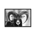 Picture of The Ram _GroupedProduct_Rectangle_Landscape_Photography _GroupedProduct_Rectangle_Landscape_Framed_Matted_