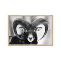 Picture of The Ram _GroupedProduct_Rectangle_Landscape_Photography _GroupedProduct_Rectangle_Landscape_Framed_Matted_
