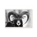 Picture of The Ram _GroupedProduct_Rectangle_Landscape_Photography _GroupedProduct_Rectangle_Landscape_Framed_Matted_