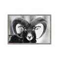Picture of The Ram _GroupedProduct_Rectangle_Landscape_Photography _GroupedProduct_Rectangle_Landscape_Framed_Matted_